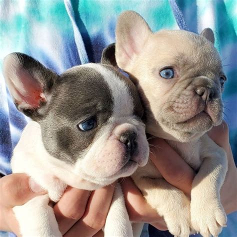 Luckily, there are tons of different puppies available in our network!  Adopt a French Bulldog near you in Orlando, Florida